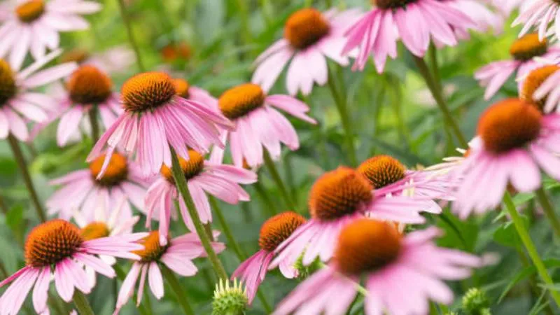 Pale purple Pale Purple Coneflower flowers with orange centers swaying among green grasses.