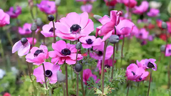 Windflower
