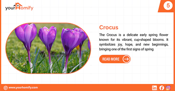 Winter Crocus