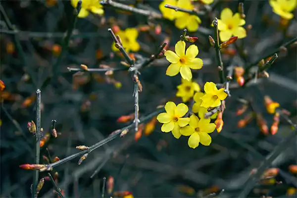 Winter Jasmine