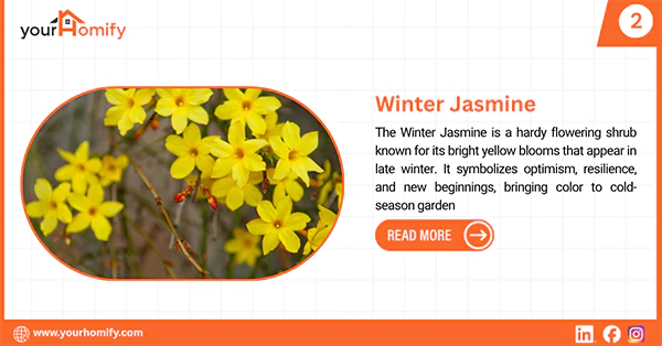 Winter Jasmine