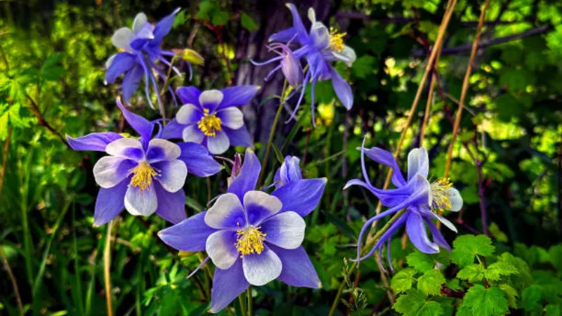 Group of deep purple and white Columbine flower blooms with dark centers surrounded by green leaves.