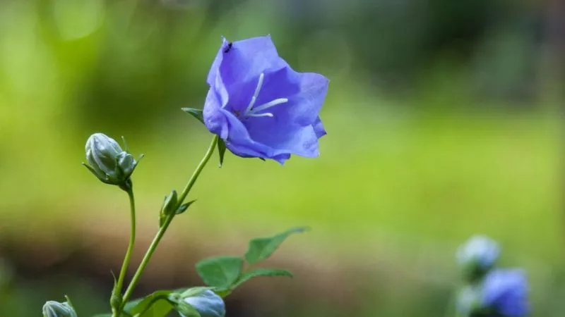Woodland Setting Bluebell flower blooming among natural vegetation.