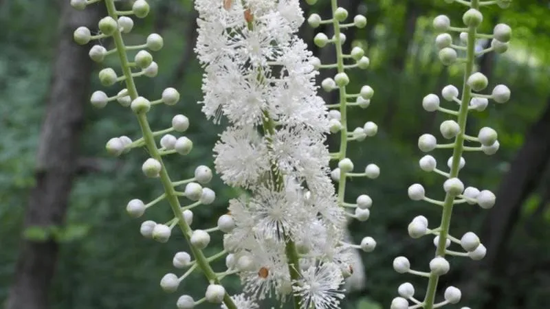 Woodland garden Baneberry flower plant growing in a natural setting.