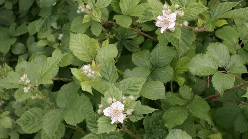 Woodland Habitat Bramble flower growing naturally outdoors.