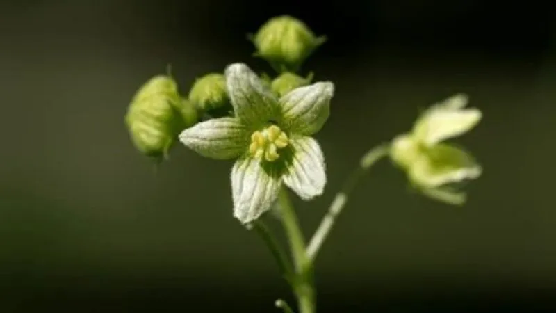 Woodland Habitat Bryony flower growing among vegetation.