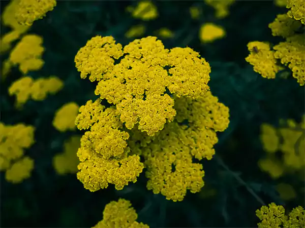 Yarrow