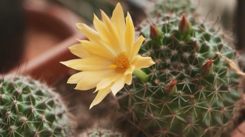 Orange Center Cactus flower with a bright yellow blossom.