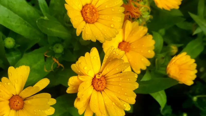 Dew Covered Calendula flower cluster growing naturally.
