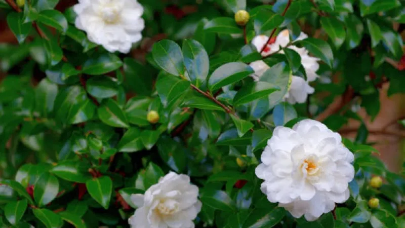 White camellia flowers with a small yellow bud