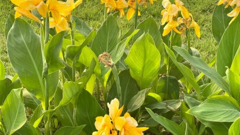 Row of yellow canna lily flowers growing in a sunny garden bed