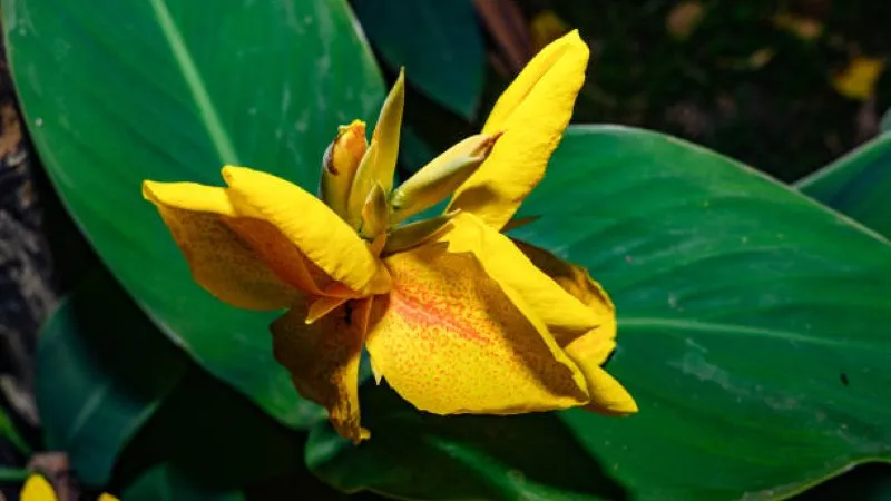 Yellow canna lily flower with red speckled throat against green leaves