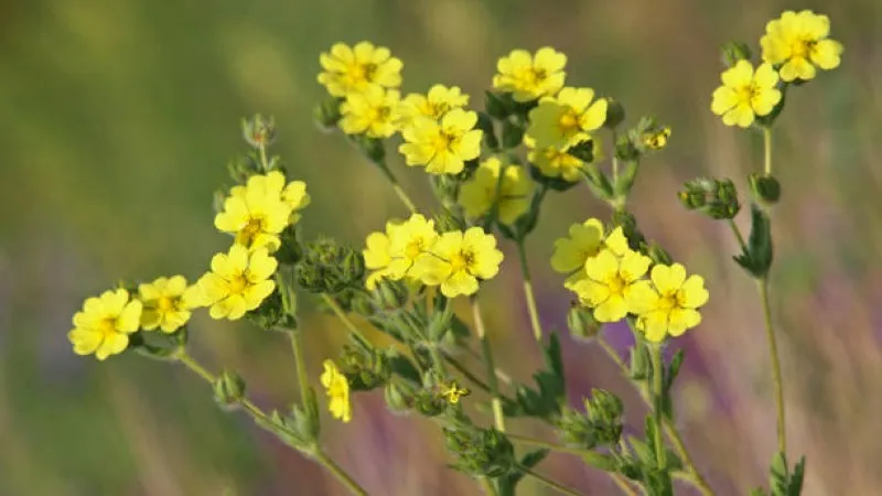 Multiple small yellow Cinquefoil flower blooms growing on tall branching stems.