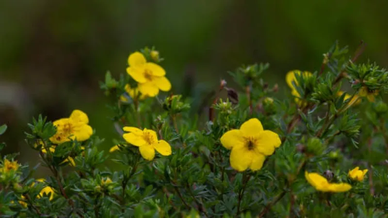 Close-up of a yellow Cinquefoil flower beside a green bud on a stem.