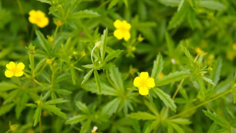 Bright yellow Cinquefoil flower blooms on bushy green stems with unopened buds.