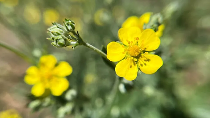 Multiple yellow Cinquefoil flower blooms growing on branching stems with buds.