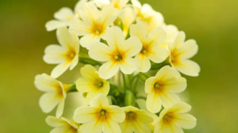 Tall stems of yellow Cowslip flower blooms reaching upward against blurred greenery.
