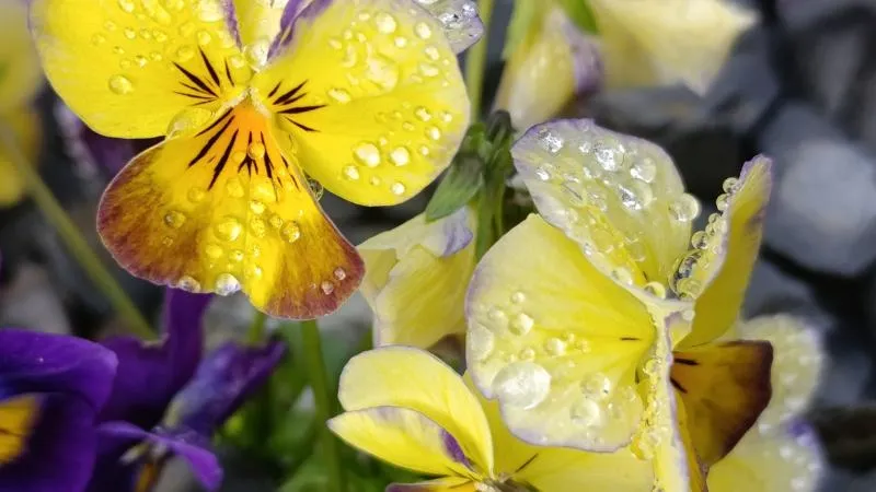 Close-up of yellow pansy flowers with reddish markings and dewdrops