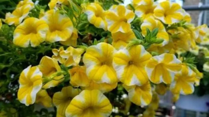 Yellow White Calibrachoa flower with striped petals blooming beautifully.