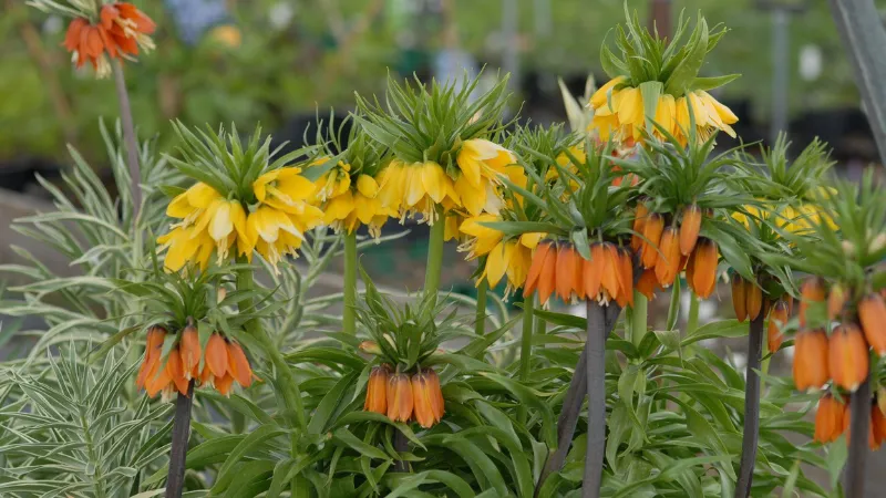 Row of yellow and orange Crown Imperial flower blooms growing together in a garden bed.