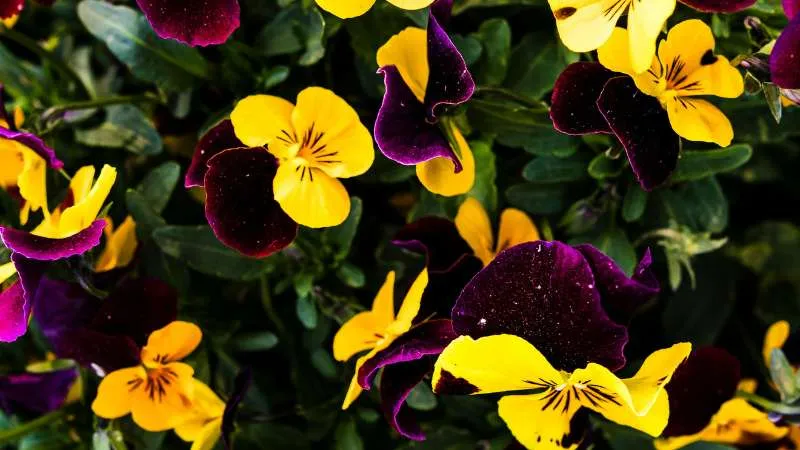 Dense bed of yellow and deep purple pansy flowers in bloom