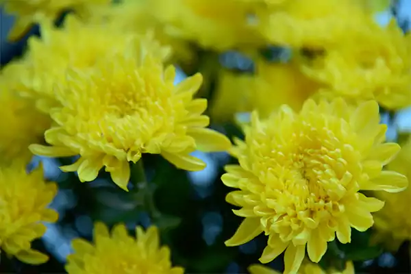 Yellow chrysanthemum