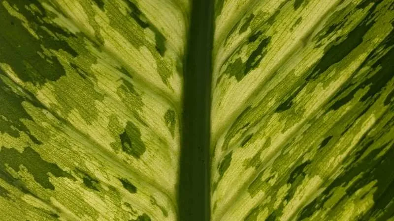 Young dieffenbachia plant growing in a white pot