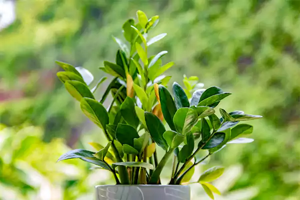 ZZ plant