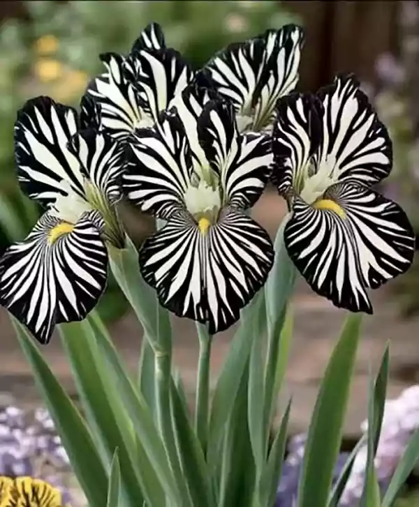 Zebra Iris