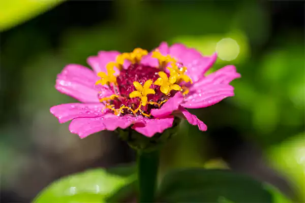 Zinnia