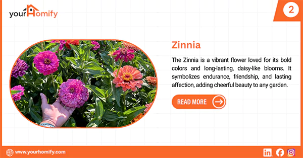 Zinnia