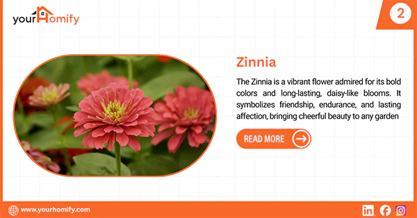 Zinnias
