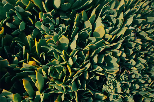 Zuzu Plant