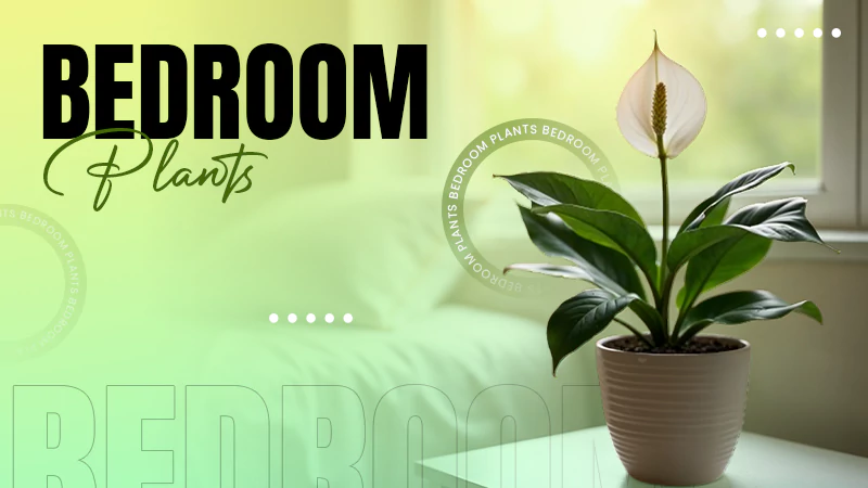 bedroom Plants