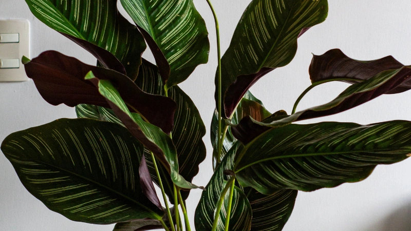 calathea-plant-featured-image