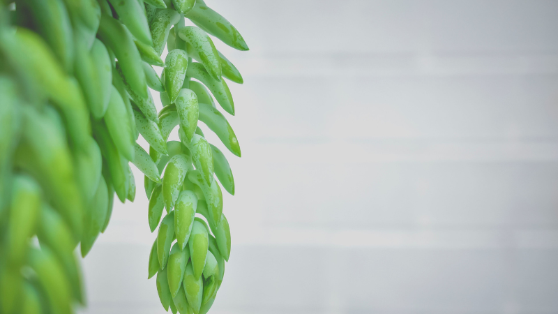 Donkey's Tail plant hanging in a basket