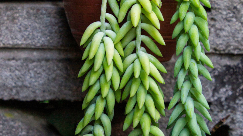 Collection of Donkey's Tail succulent plants