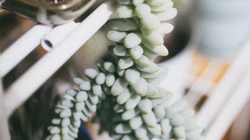 Close-up of Donkey's Tail succulent leaves