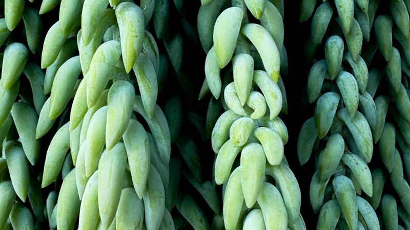 Lush Donkey's Tail succulent growing