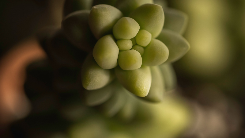 Donkey's Tail succulent in ceramic pot
