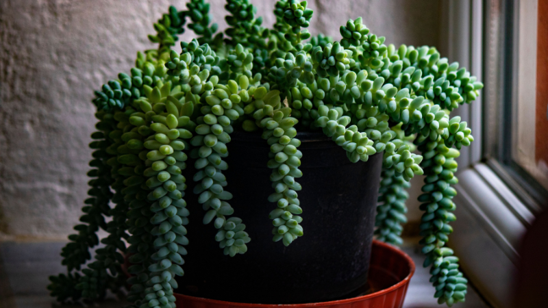 Cascading Donkey's Tail hanging plant