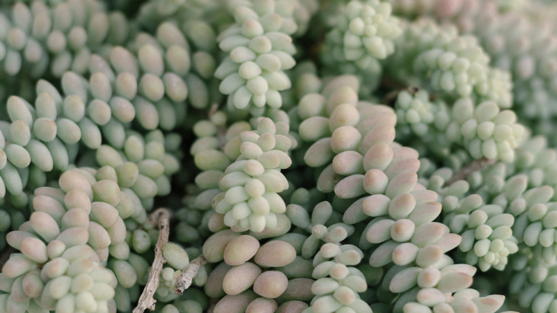 Healthy Donkey's Tail indoor succulent
