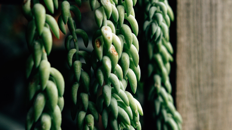 Mature Donkey's Tail plant with long vines
