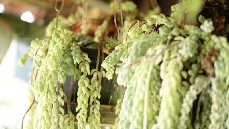 Decorative Donkey's Tail succulent display
