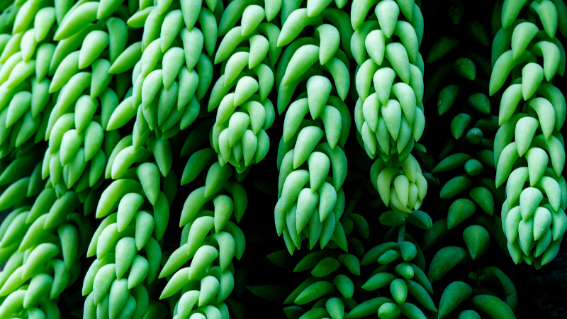 Trailing stems of Donkey's Tail plant