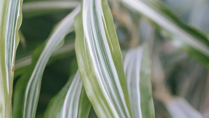 Dracaena plant growing indoors in a pot