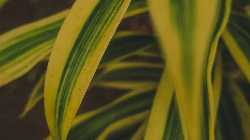 Collection of Dracaena houseplants