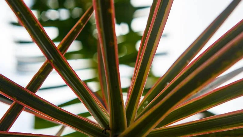 Tall Dracaena plant with upright growth