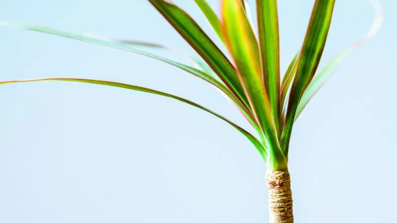 Green foliage of Dracaena plant