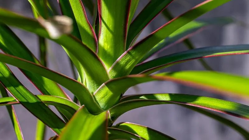 Dracaena plant near a sunny window